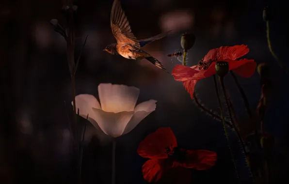 Summer, flowers, the dark background, bird, Hummingbird, insect, photoart