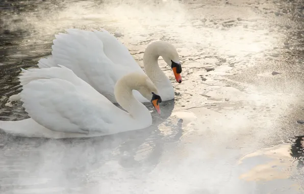 Water, birds, fog, pair, couples, haze, white, swans