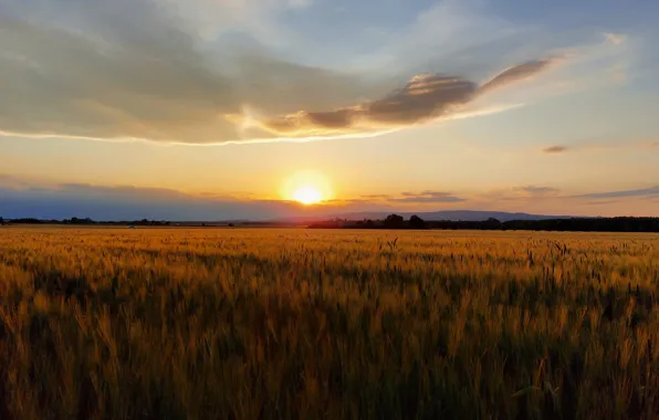 Summer, the sun, sunset, rye, space, ears, cereals, rye field