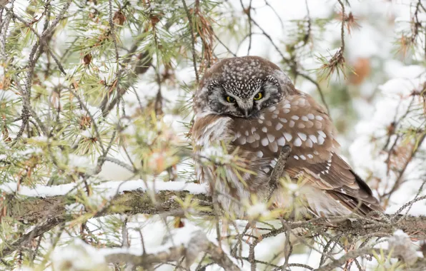 Winter, snow, branches, owl, bird, needles, owl, sychik