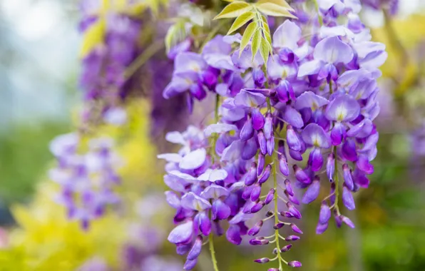 Leaves, flowers, branches, nature, background, color, beauty, spring