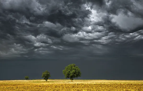 Field, trees, storm, horizon, gray clouds