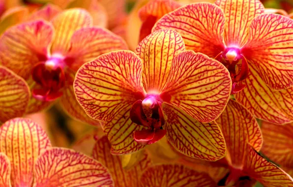 Macro, petals, orchids, Phalaenopsis