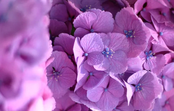 Picture macro, flowers, hydrangea