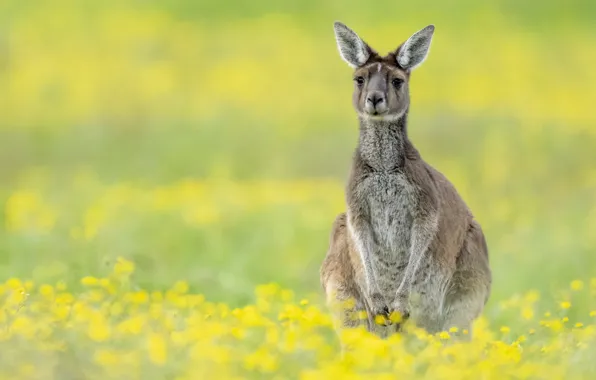 Summer, nature, kangaroo