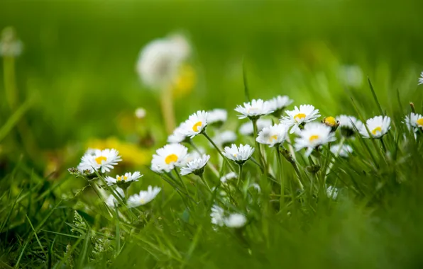 Grass, nature, Daisy