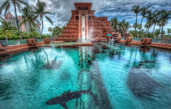 Palm trees, shark, pool, Bahamas, Bahamas, Nassau, Nassau, Atlantis Hotel