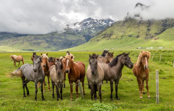 Picture grass, clouds, landscape, mountains, valley, horse, corral, the herd