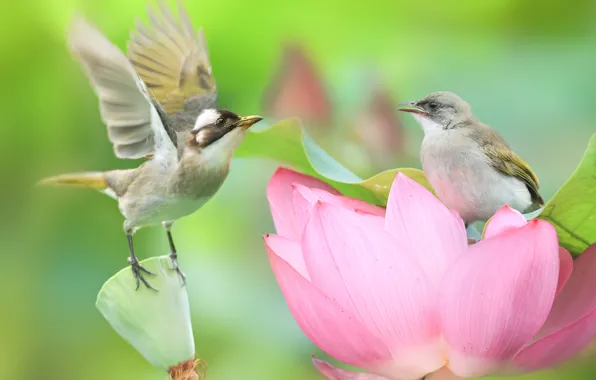 Flower, birds, nature, Lotus, pair