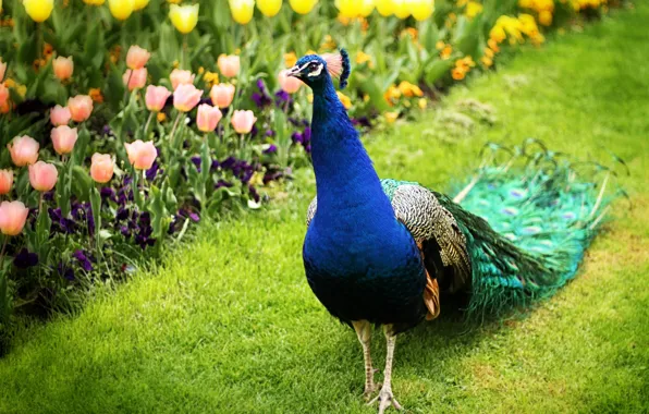 Picture flowers, tulips, peacock, bird, nature