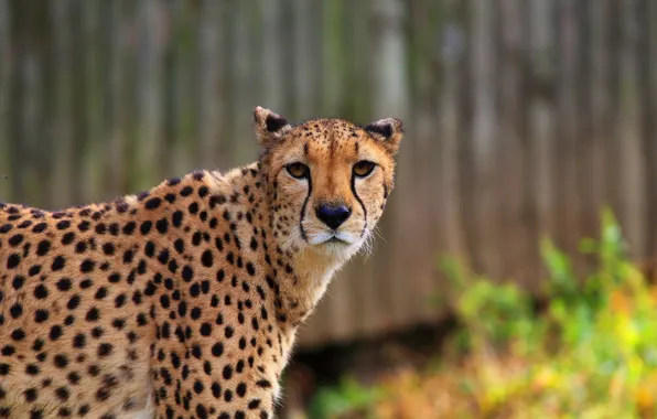 Picture look, face, predator, Cheetah, profile
