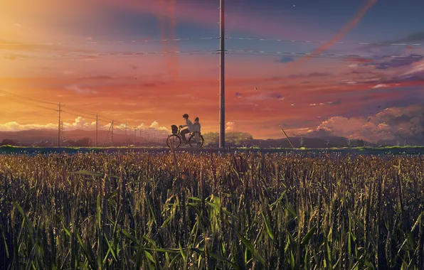 Picture wheat, field, the sky, clouds, bike, dawn, bright, morning