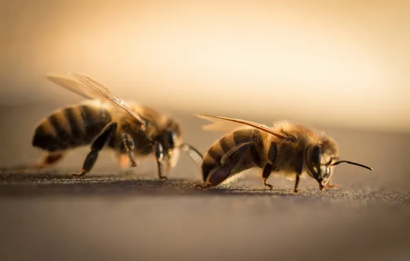 Macro, nature, bees