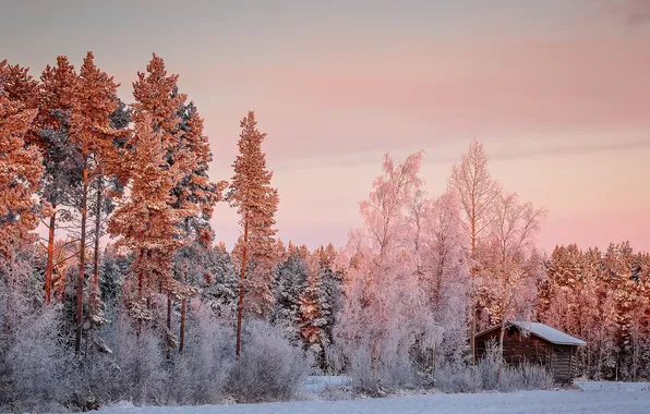Winter, forest, morning