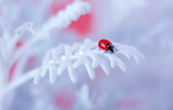 Picture flower, background, ladybug