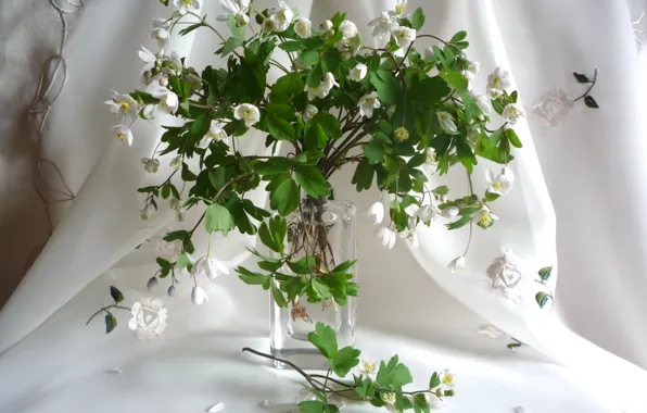 Flowers, photo, white, composition