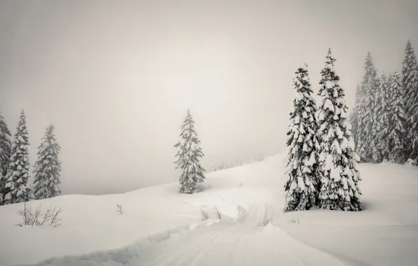 Picture winter, snow, fog, tree