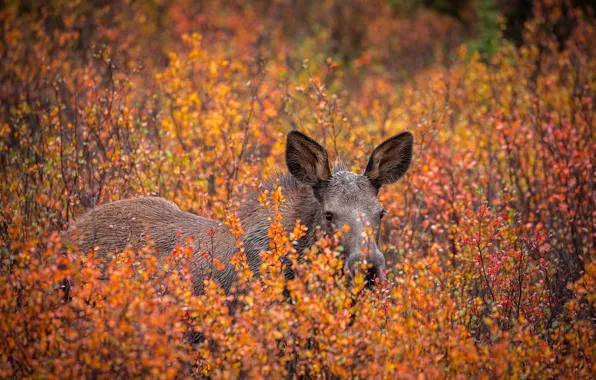 Autumn, nature, moose
