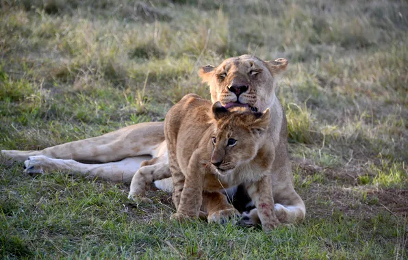 Lions, lioness, lion