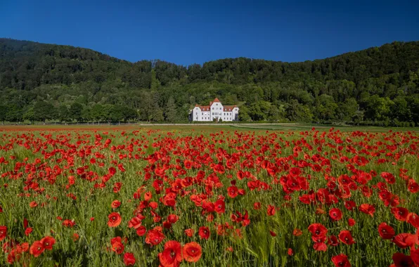 Forest, flowers, house, blue, the building, Maki, red, mansion