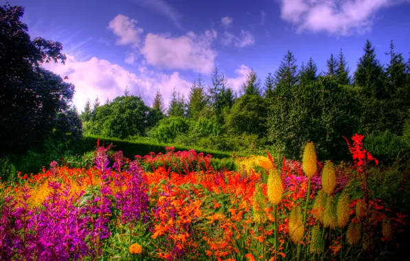 Picture forest, the sky, clouds, trees, flowers, glade