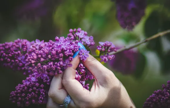 Picture macro, photo, spring, hands, lilac, manicure