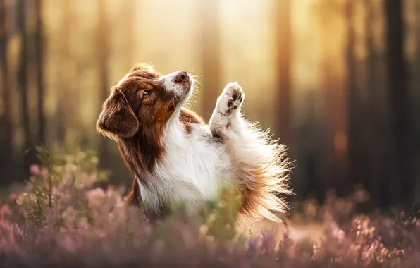 Nature, each, dog
