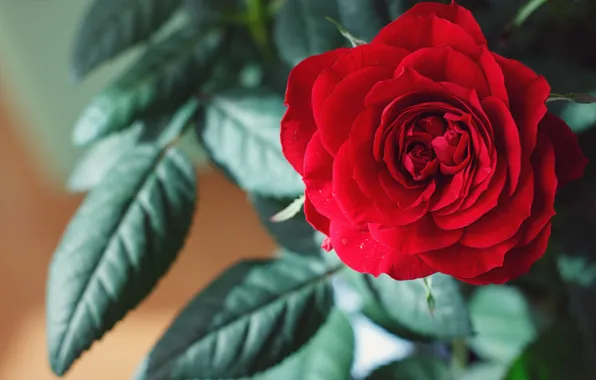 Flower, leaves, background, rose, beauty, petals, Bud, red