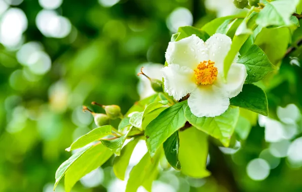 Picture trees, branches, flowers, green, background, bokeh, greens, flowering