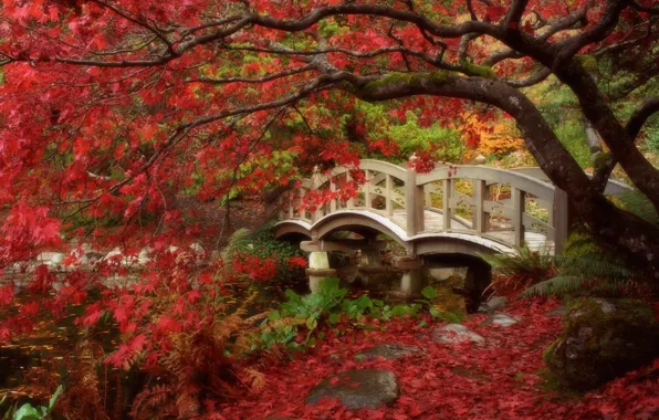 Autumn, leaves, Japan, garden