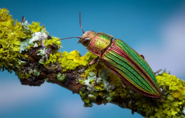 Picture macro, branches, beetle, Zlatka