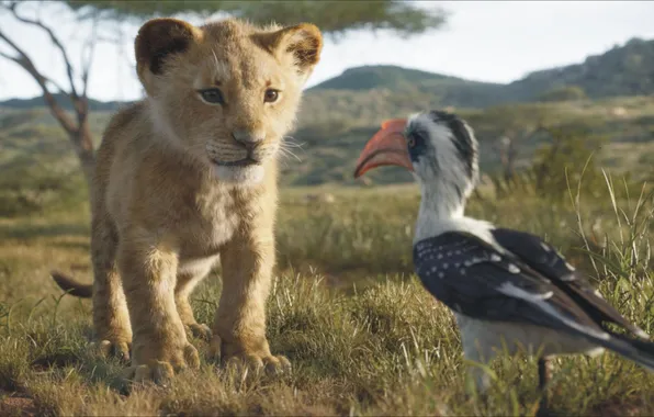 Animals, nature, bird, meeting, surprise, Leo, pair, Africa