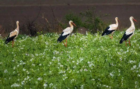 Picture nature, spring, storks