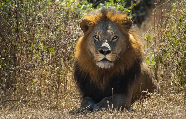 Look, Leo, the king of beasts