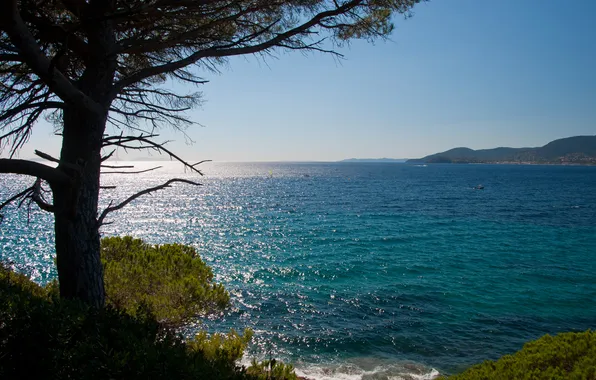 Sea, wave, trees, shore, needles, Sunny
