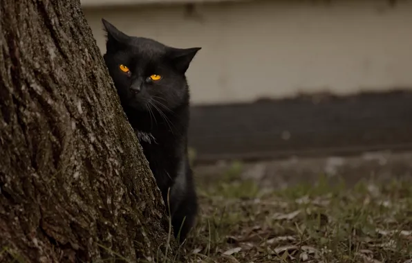 Eyes, cat, tree, black, looks