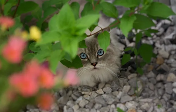 Picture cat, cat, look, face, leaves, stones, branch, blue eyes