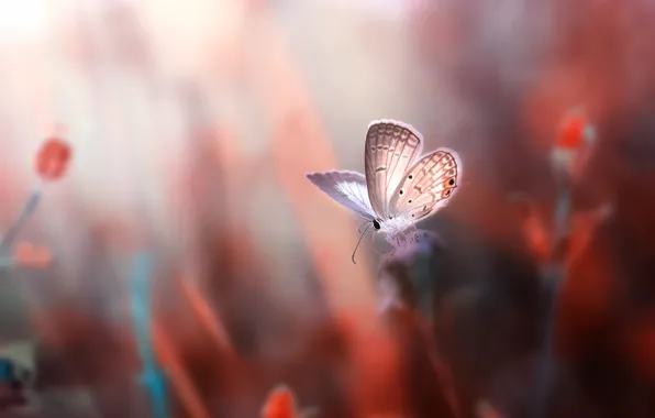 Picture macro, flowers, butterfly, rozmyte