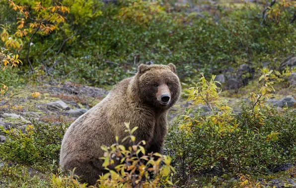 Autumn, look, nature, pose, bear, bear, face, brown