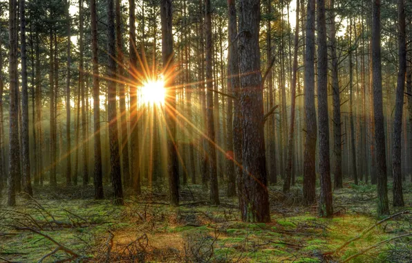 Picture forest, the sun, tree, morning, forest, tree, morning, sun