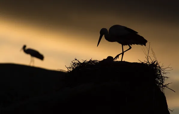 Night, socket, stork