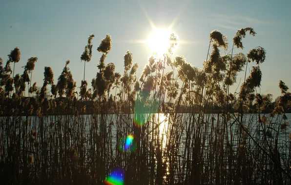 The sun, lake, glare, reed