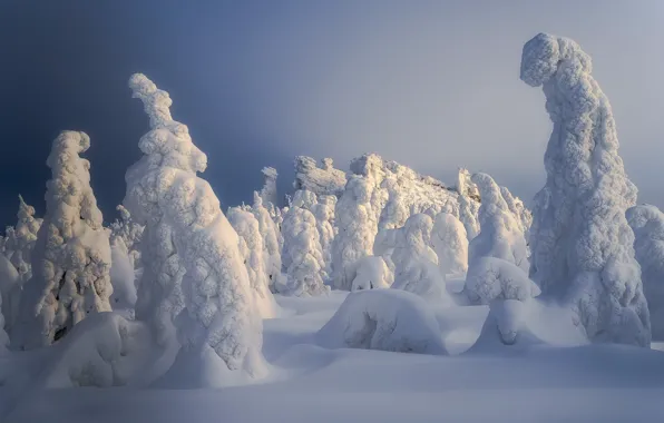 Winter, snow, trees, landscape, nature, ate, Sergey Mezhin