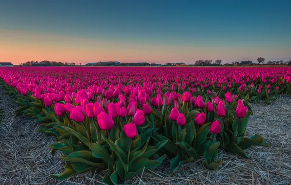 Field, the sky, flowers, blue, bright, spring, dal, the evening