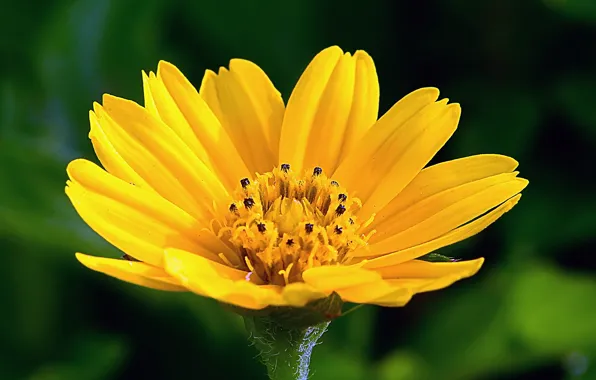 Picture flower, nature, petals