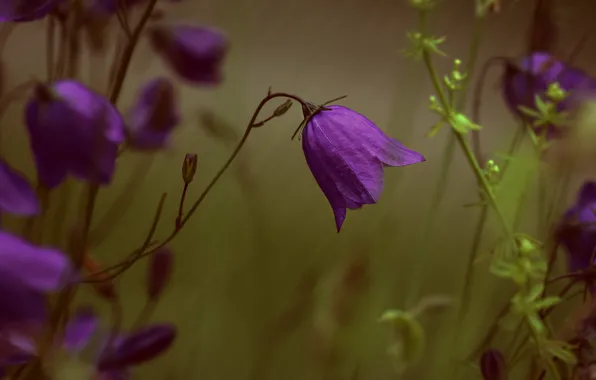 Flowers, purple, bells, field