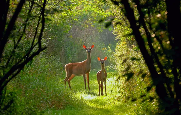 Forest, Wisconsin, USA, white-tailed deer