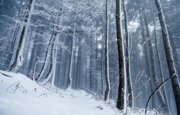 Picture winter, forest, snow, trees, nature, fog