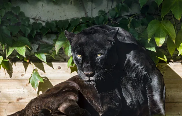 Picture cat, look, the sun, Panther, black Jaguar, ©Tambako The Jaguar