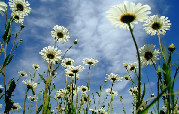 Picture the sky, clouds, petals, Daisy, stem